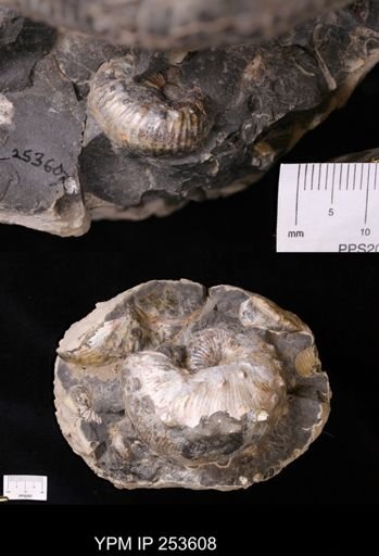 Scaphitidae