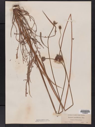 Agoseris