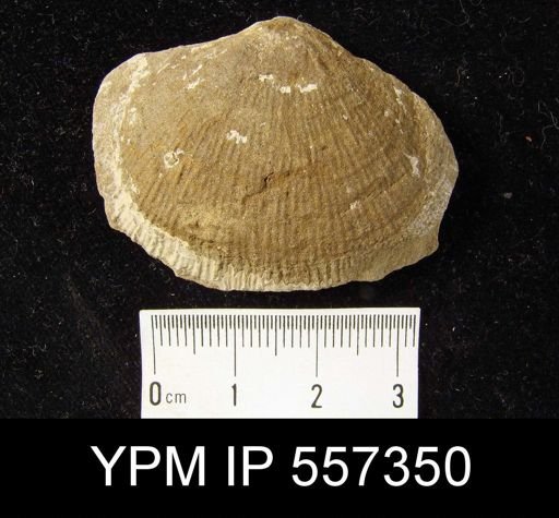 Buxtonia sp.