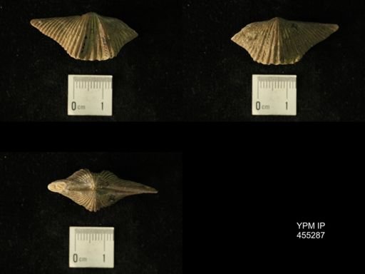 Platystrophia acutilirata prolongata
