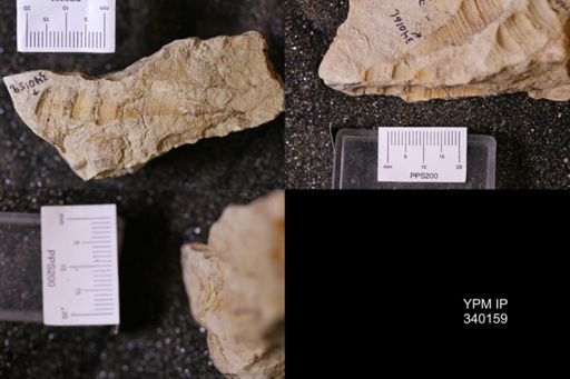 Turritella sp.