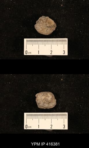 Marginifera muricata