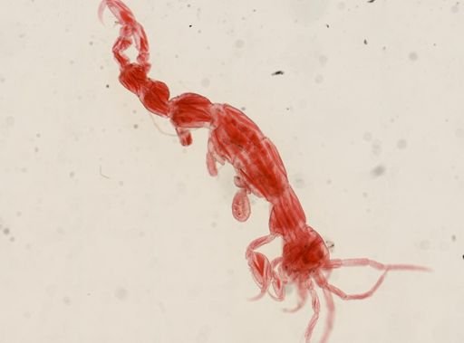 Caprella