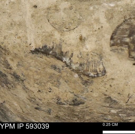 Inoceramus cuneatus