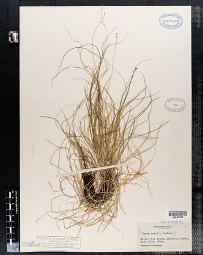 Carex disperma