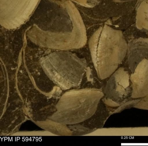 Limopsis striatopunctatus