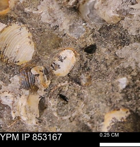 Limopsis striatopunctatus