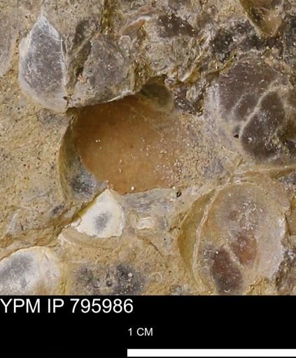 Protocardia