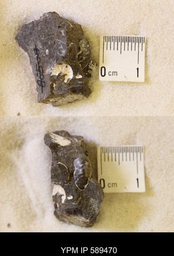 undet. Scaphitidae