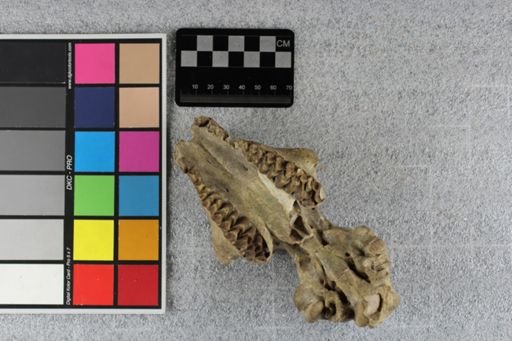 Merycoidodon culbertsoni