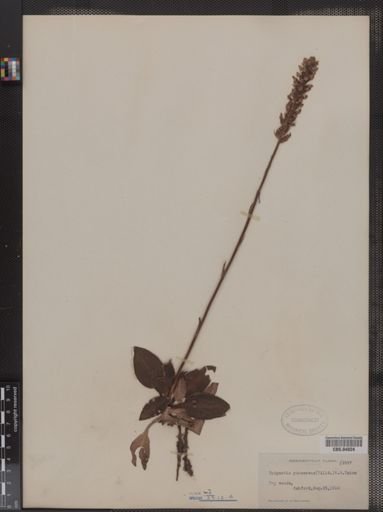Epipactis pubescens