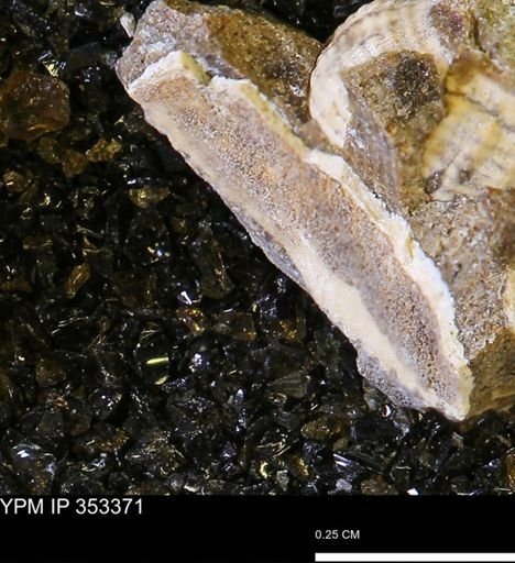 Limopsis striatopunctatus