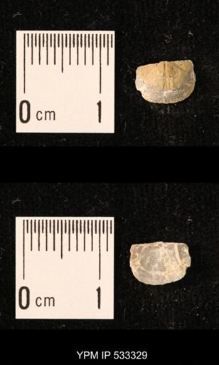Chonetes sp.