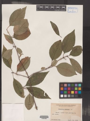 Viburnum lentago
