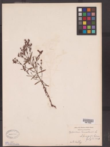 Hypericum canadense