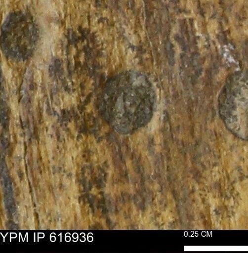 Teredo sp.