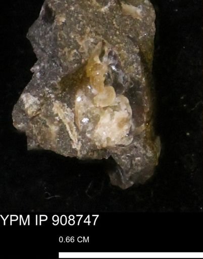 undet. Mollusca