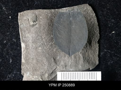 undet. Pterygotidae