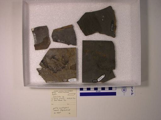 Semionotus sp.