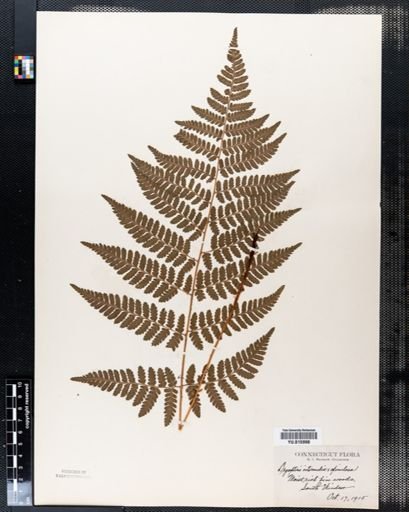 Dryopteris intermedia
