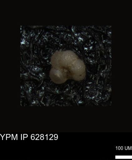 undet. Foraminiferida