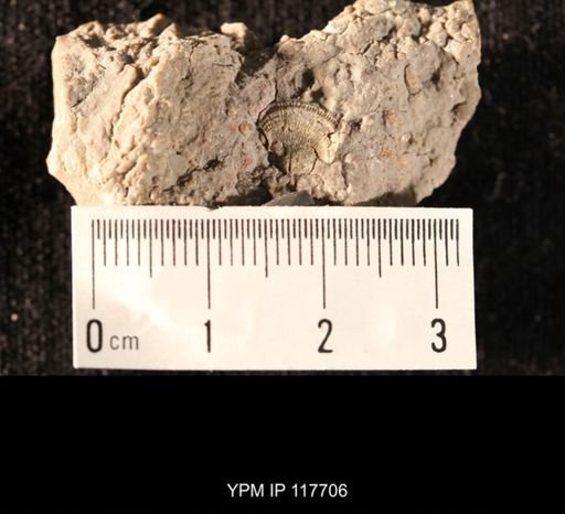 Rhipidomella?