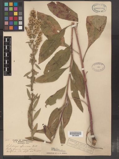 Solidago speciosa
