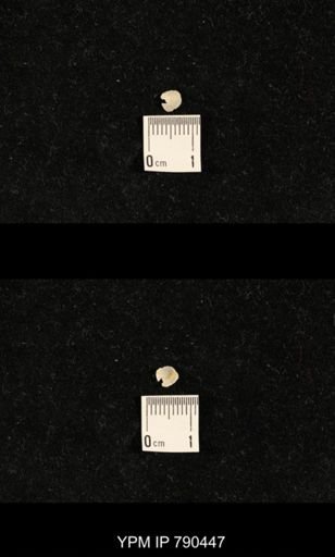 taxon undetermined