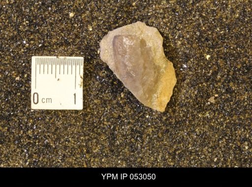 undet. Scaphitidae
