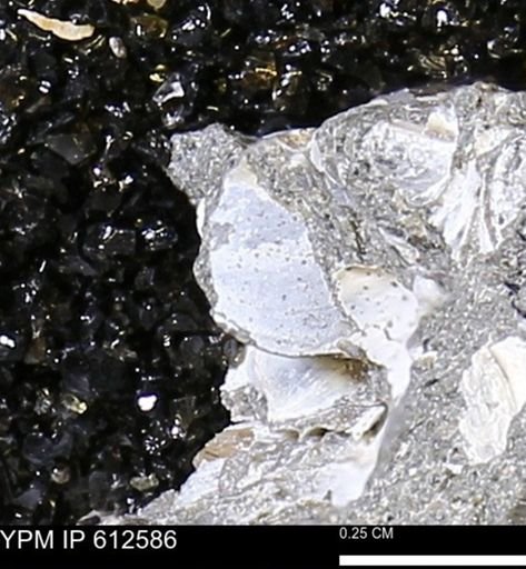 Protocardia sp.