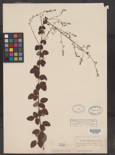 Desmodium ciliare