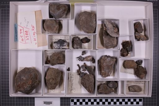 mixed taxa, stratigraphic collection