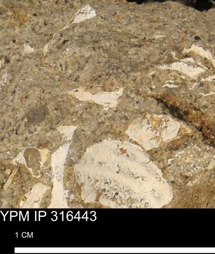 undet. Mollusca