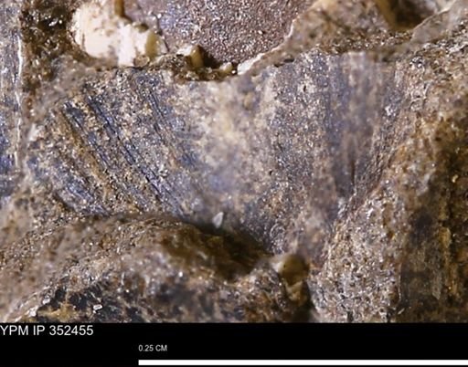 undet. Bivalvia
