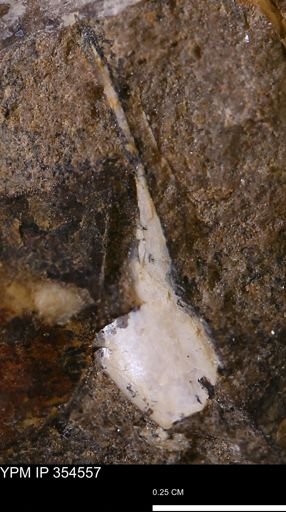 Pseudoptera subtortuosa