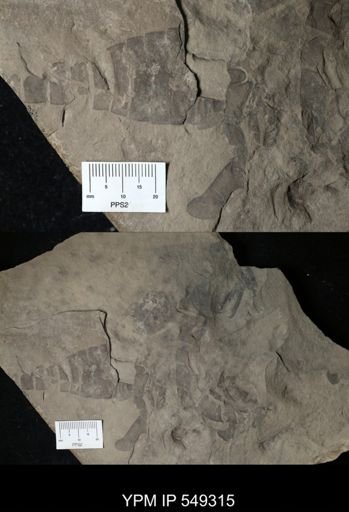 undet. Eurypterida