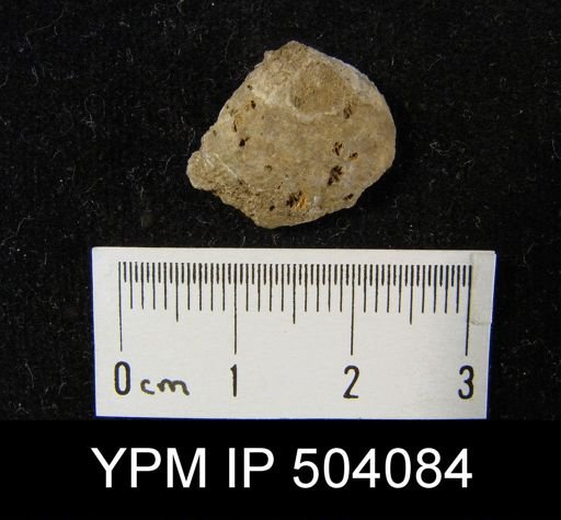 Atrypa cf. reticularis