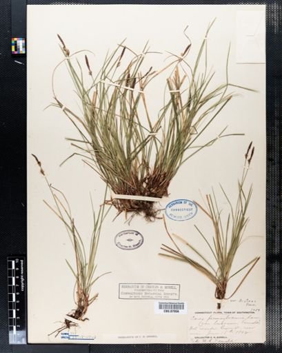 Carex pensylvanica