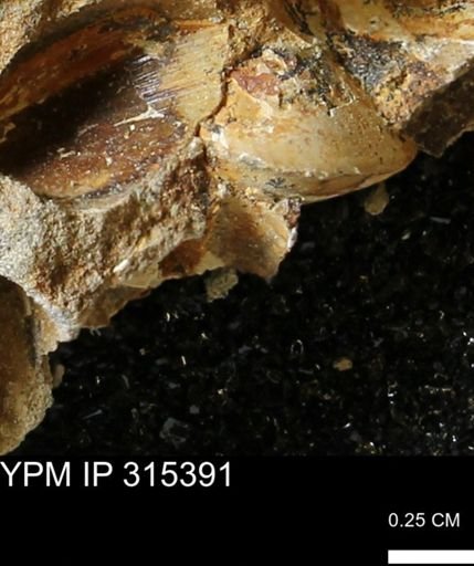 undet. Bivalvia