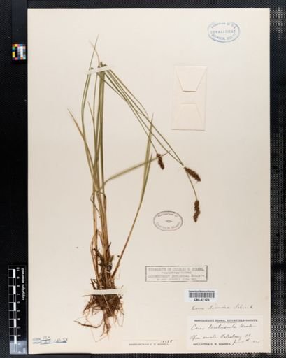 Carex diandra