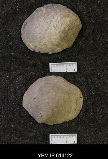 Inoceramus sp.