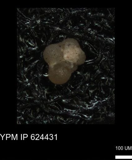 undet. Foraminiferida