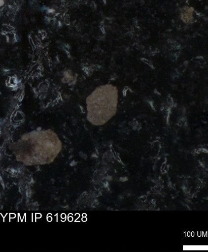 undet. Foraminiferida