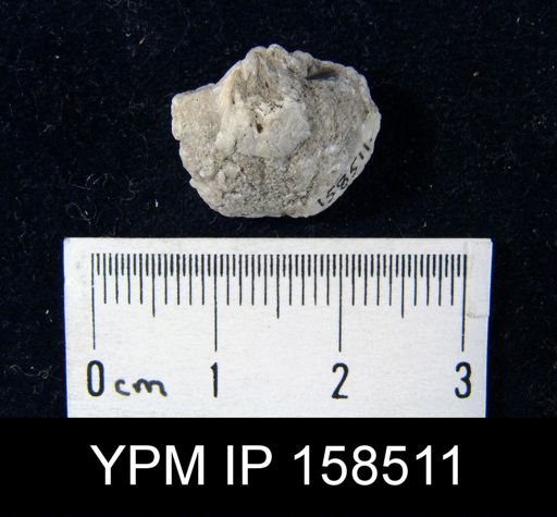 Spirifer radiatus tenuistriatus
