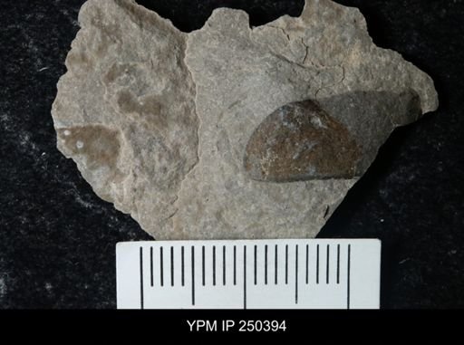 undet. Eurypterida