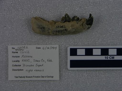 Canidae