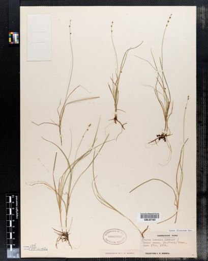 Carex disperma