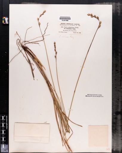 Carex silicea