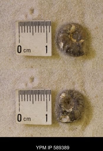 undet. Scaphitidae