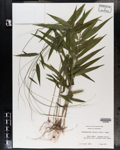 Plantae